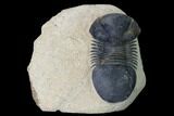 Bargain, Paralejurus Trilobite - Morocco #165924-1
